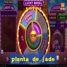 planta de jade significado espiritual