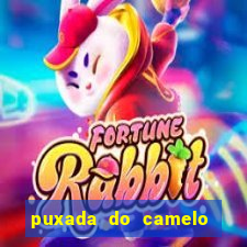 puxada do camelo jogo do bicho